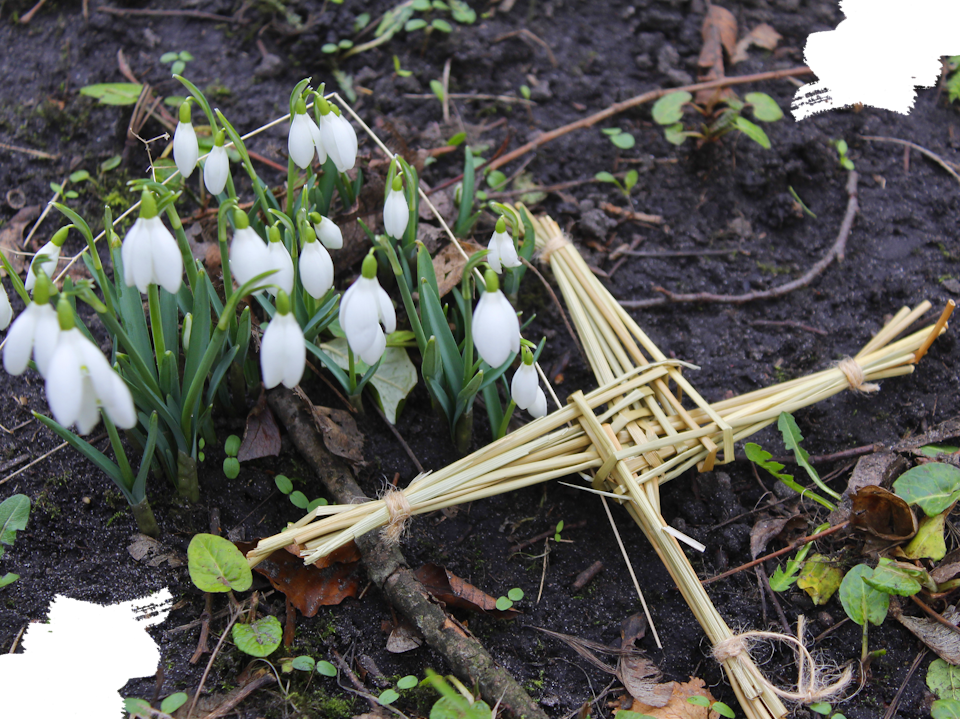 Straw St Brigid's 4-pointed cross, lating beside some snowdrops.